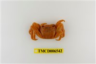 藏品(細紋方蟹)的圖片